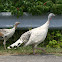 Royal Palm Domestic Turkey