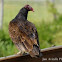 Turkey Vulture