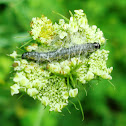 Caterpillar / Gusjenica