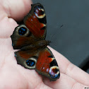 European Peacock