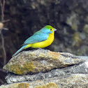 Orange-breasted Bunting - male