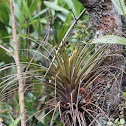 air plant
