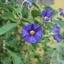 Blue potato bush (EN) Solano de flor azul (ES)