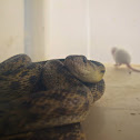 Common Garter Snake?