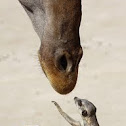 Meerkat (and Giraffe)