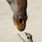 Meerkat (and Giraffe)