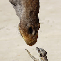 Meerkat (and Giraffe)