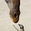 Meerkat (and Giraffe)