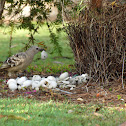 Great Bowerbird