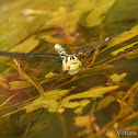 Southern Hawker Dragonfly