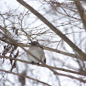 Northern Mockingbird