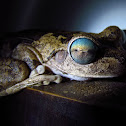 Hypsiboas crepitans