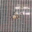 Boll Weevil