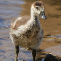 Egyptian Goose