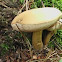 Suillus variegatus
