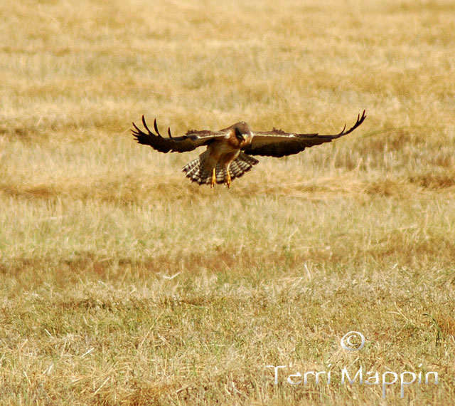 Swainson's Hawk