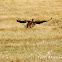 Swainson's Hawk