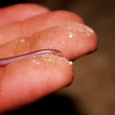 Texas Blind Snake