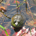 American Bull frog
