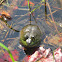 American Bull frog
