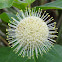 Buttonbush