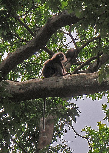 Spotting Image 1