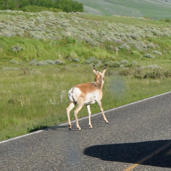 Spotting Image 1