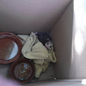 Virginia opossum