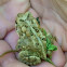 American Toad