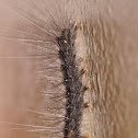 Catepillar