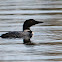 Great Northern Loon (Common Loon)