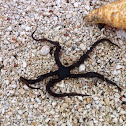 Blunt Spined Brittle Star