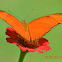 Julia Heliconius Butterfly
