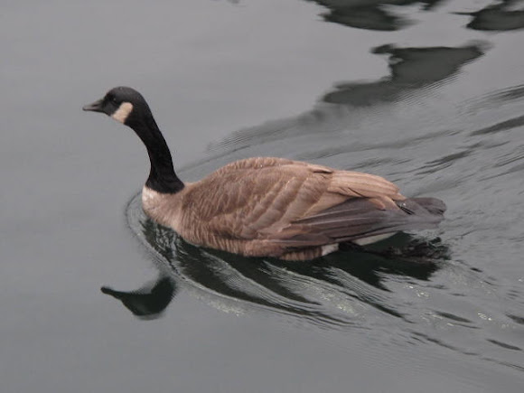 Spotting Image 1