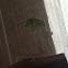 luna moth
