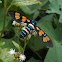 wasp moth