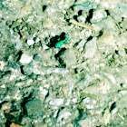 Tiger Beetle