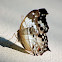 Clouded Mother-of-Pearl 