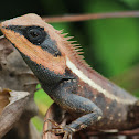 Forest Crested Lizard