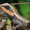Forest Crested Lizard
