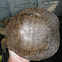 Smooth Softshell Turtle
