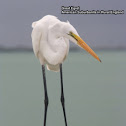 Great Egret