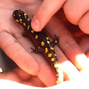 Yellow Spotted Salamander