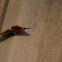 Red Admiral