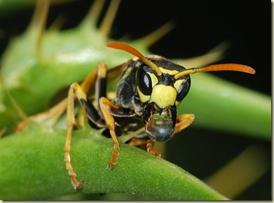 800px-Wasp_March_2008-1