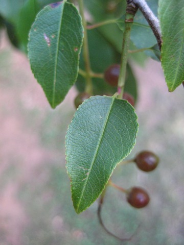 [leaf-closeup[2].jpg]