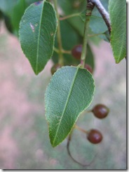 leaf-closeup
