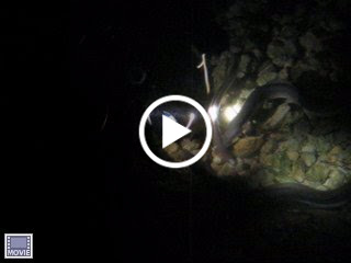 Feeding eels during the night dive