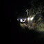 Feeding eels during the night dive