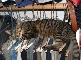 [Gato en closet[2].jpg]